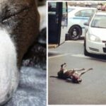 Police Officer shoots and kills a Pit Bull